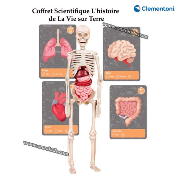Coffret Scientifique L'histoire de La Vie sur Terre - Clementoni – Image 4