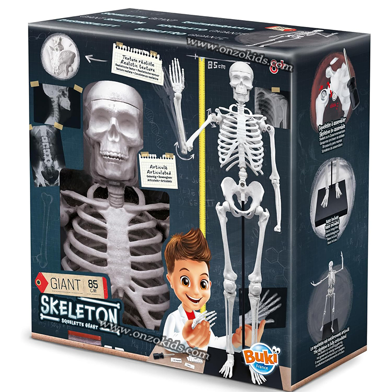 Squelette Géant 85cm-Buki – Image 7