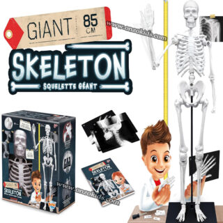 Squelette Géant 85cm-Buki