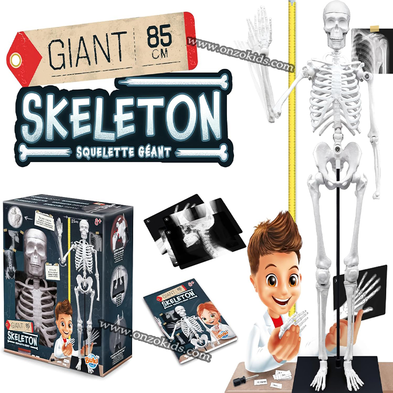 Squelette Géant 85cm-Buki