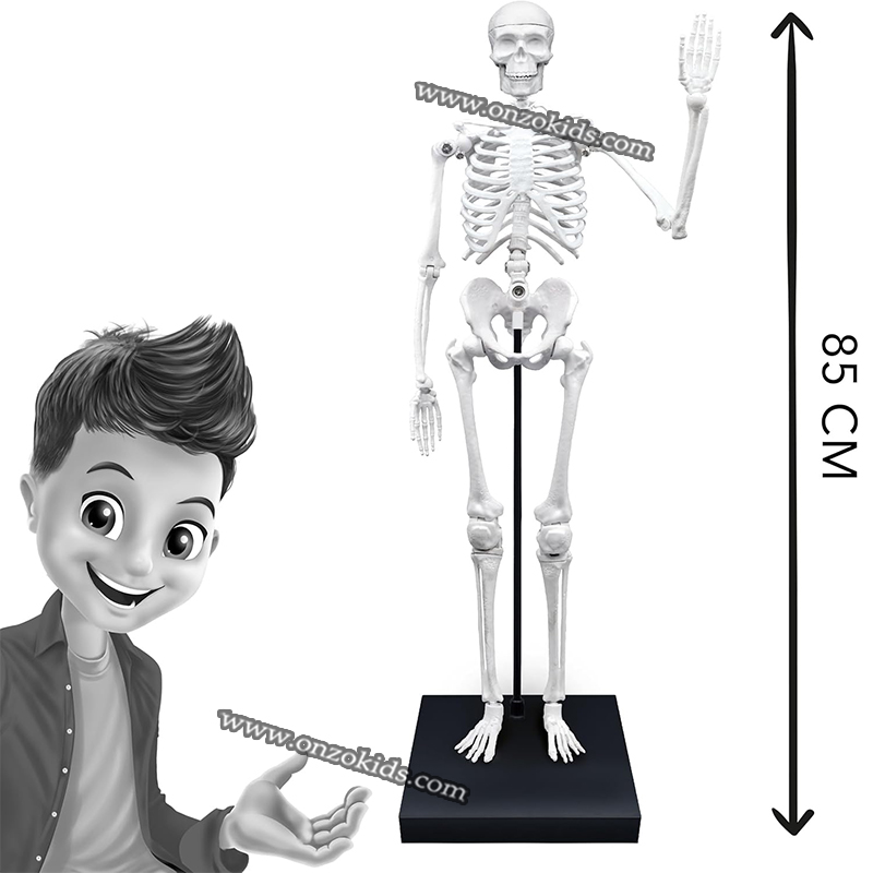 Squelette Géant 85cm-Buki – Image 2